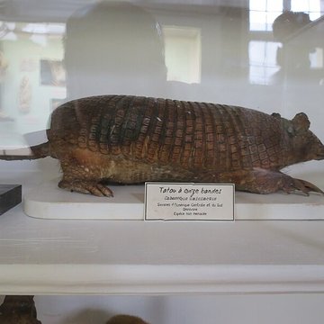 Muséum dhistoire naturelle de Rouen