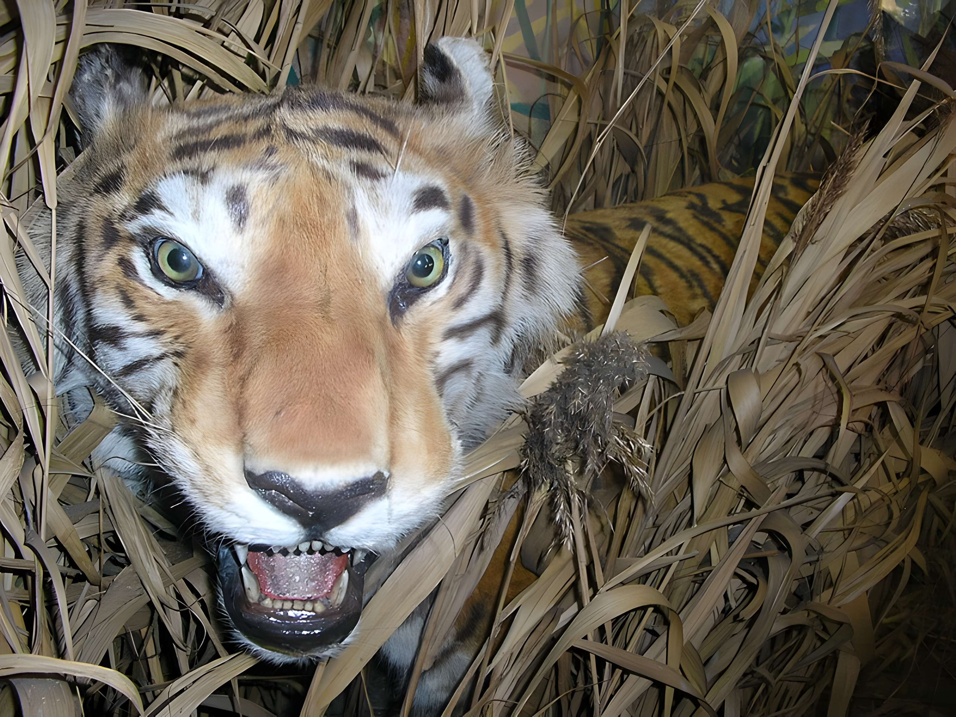 Muséum d'histoire naturelle de Rouen