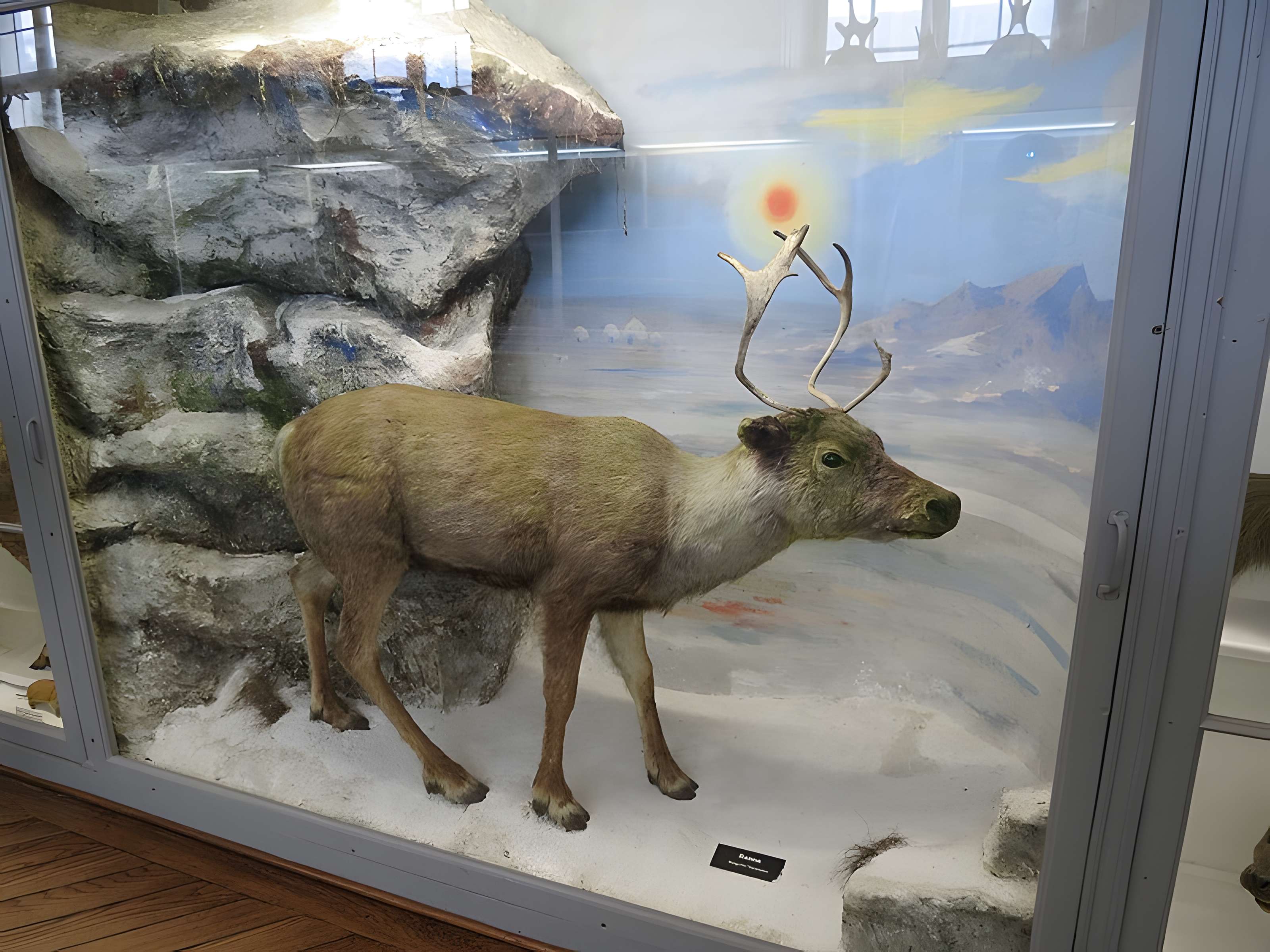 Muséum d'histoire naturelle de Rouen