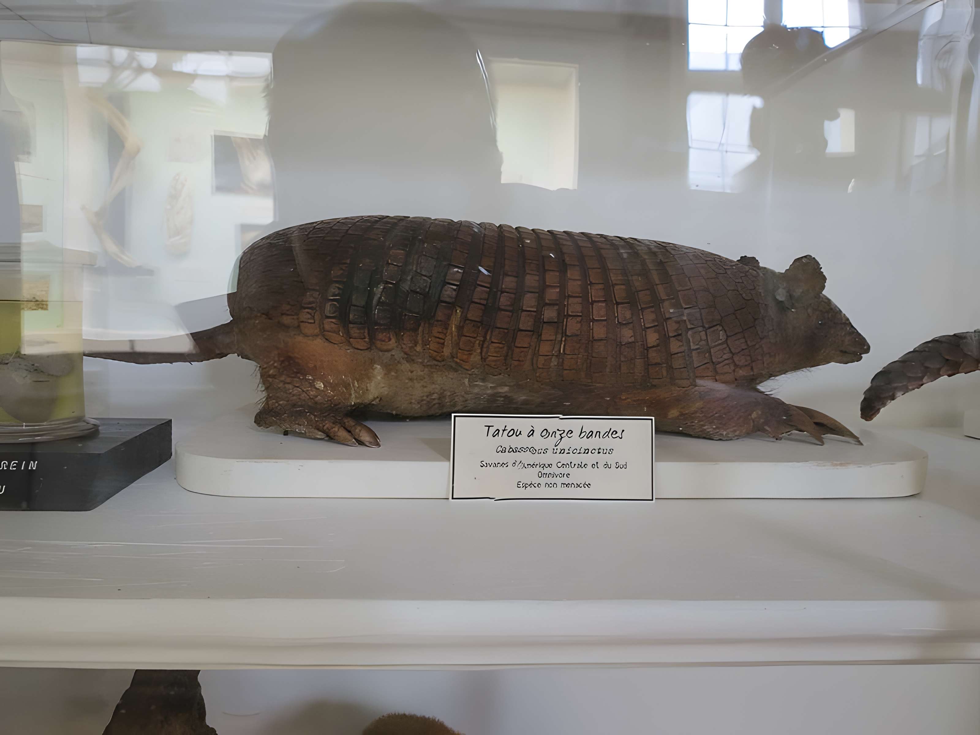 Muséum d'histoire naturelle de Rouen