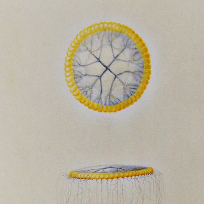 Photo de Muséum dhistoire naturelle du Havre