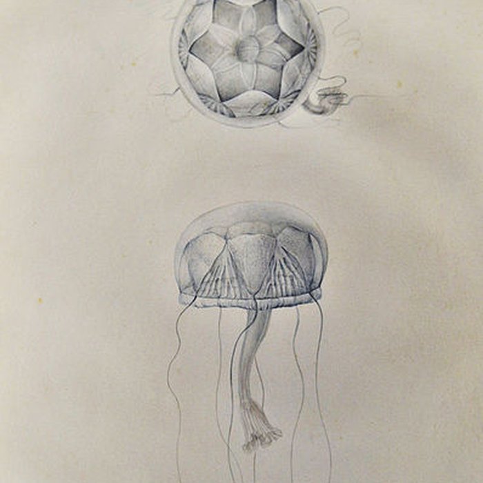 Photo de Muséum dhistoire naturelle du Havre