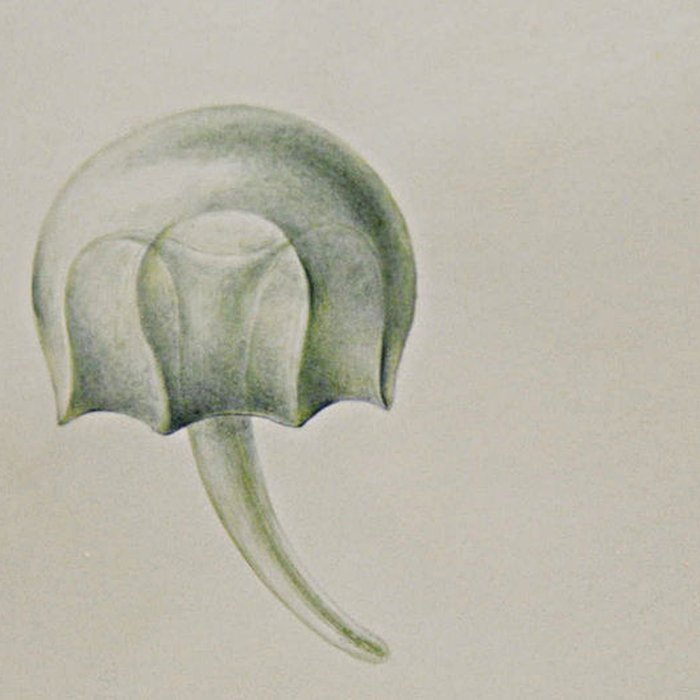 Photo de Muséum dhistoire naturelle du Havre