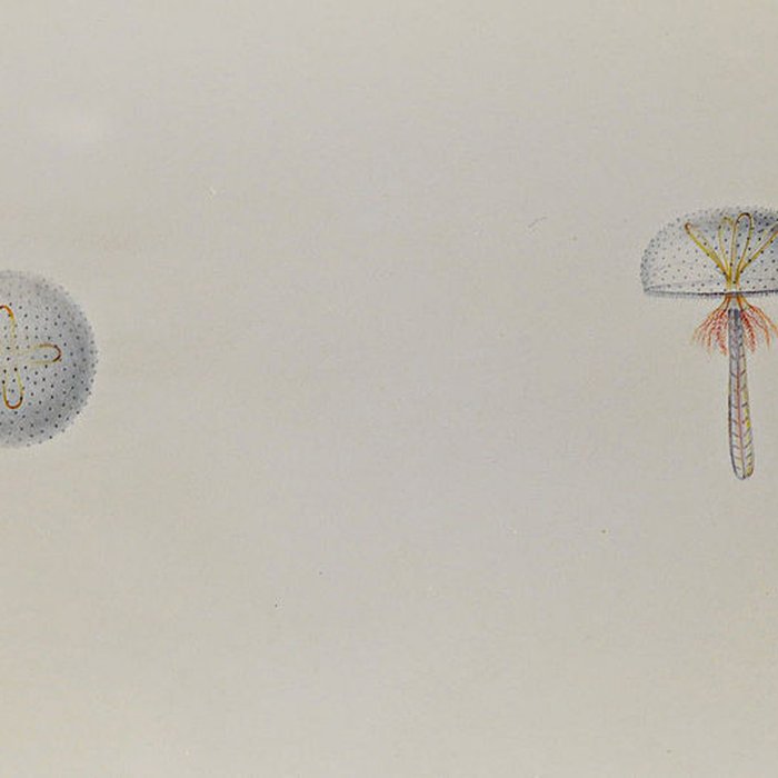 Photo de Muséum dhistoire naturelle du Havre