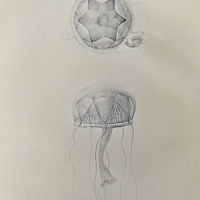 Photo de Muséum dhistoire naturelle du Havre