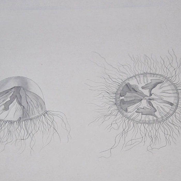 Photo de Muséum dhistoire naturelle du Havre