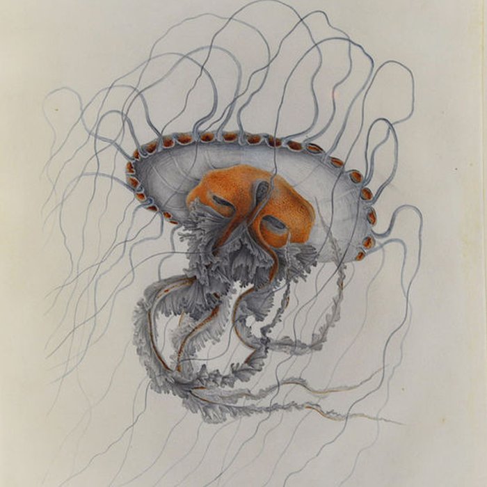 Photo de Muséum dhistoire naturelle du Havre