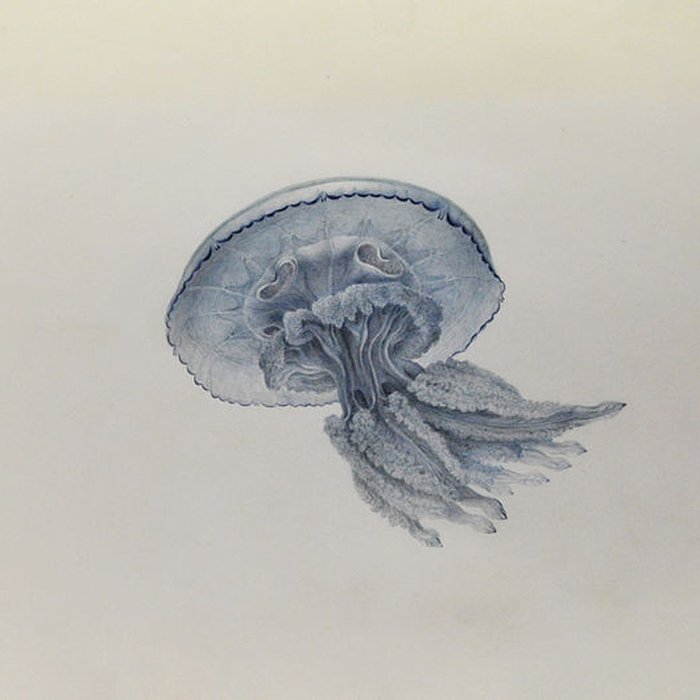 Photo de Muséum dhistoire naturelle du Havre