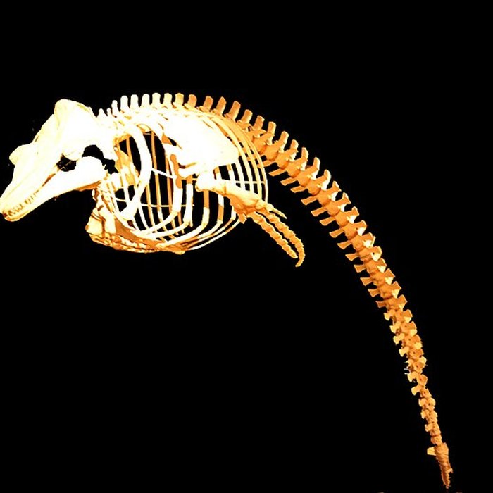 Photo de Muséum dhistoire naturelle du Havre