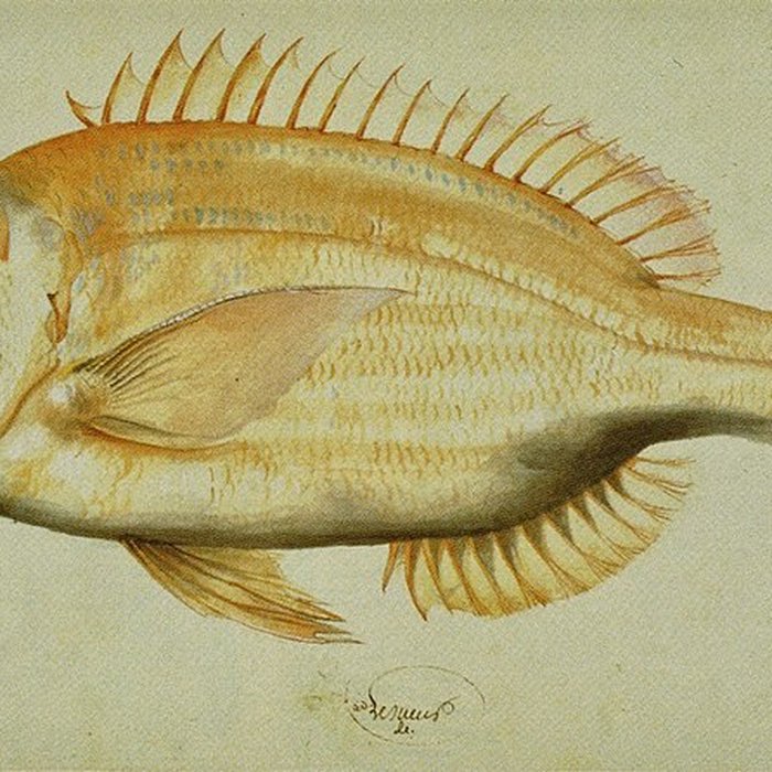 Photo de Muséum dhistoire naturelle du Havre