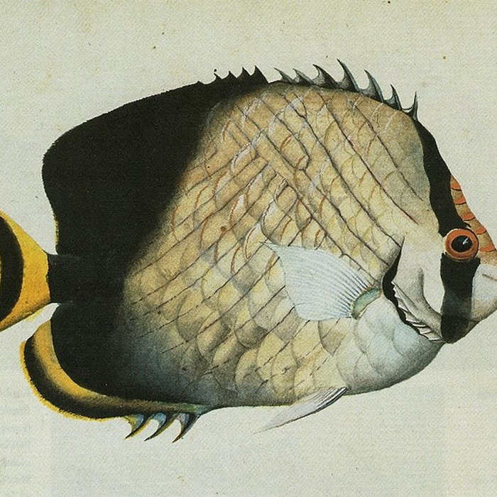 Photo de Muséum dhistoire naturelle du Havre