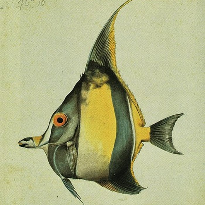 Photo de Muséum dhistoire naturelle du Havre