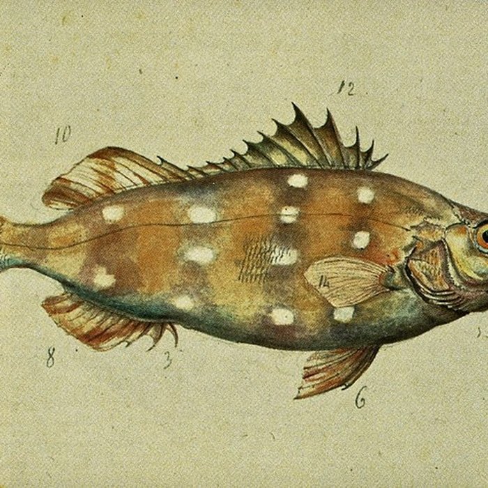 Photo de Muséum dhistoire naturelle du Havre