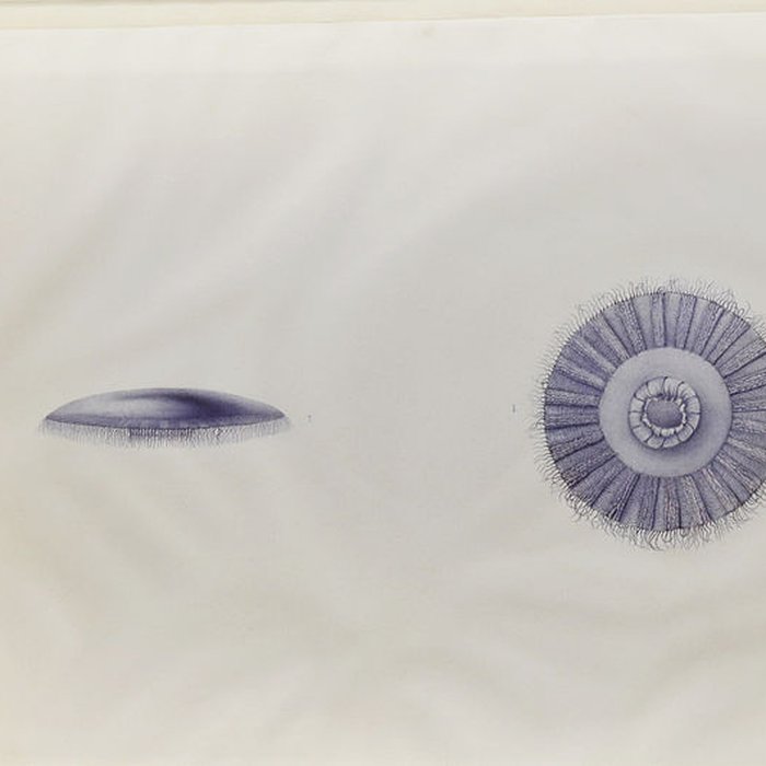 Photo de Muséum dhistoire naturelle du Havre