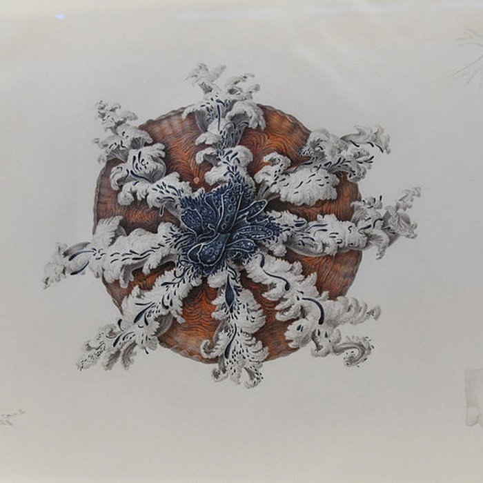 Photo de Muséum dhistoire naturelle du Havre