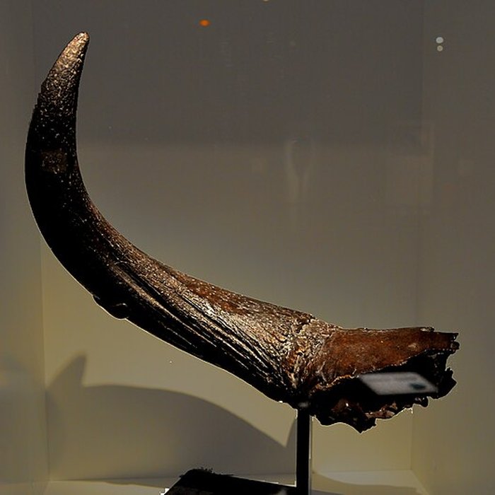 Photo de Muséum dhistoire naturelle du Havre