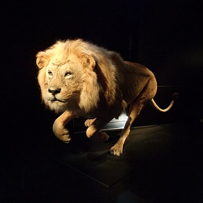 Photo de Muséum dhistoire naturelle du Havre