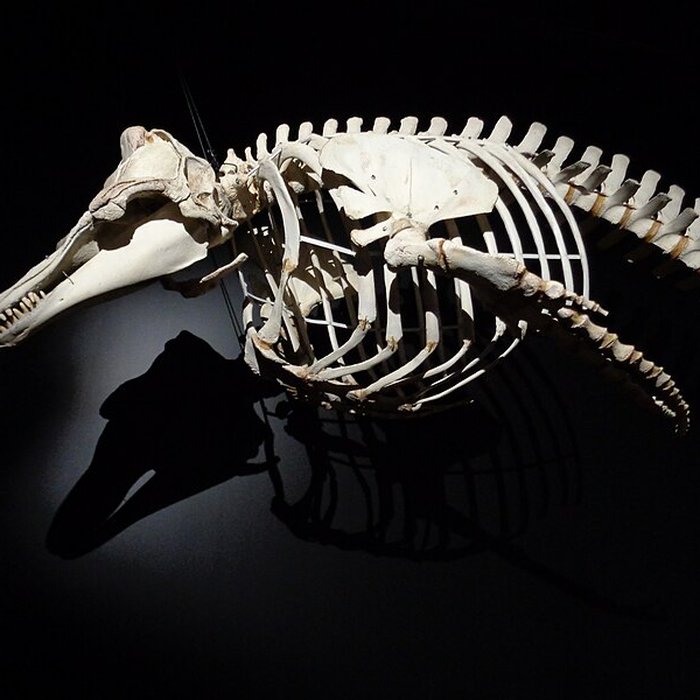 Photo de Muséum dhistoire naturelle du Havre