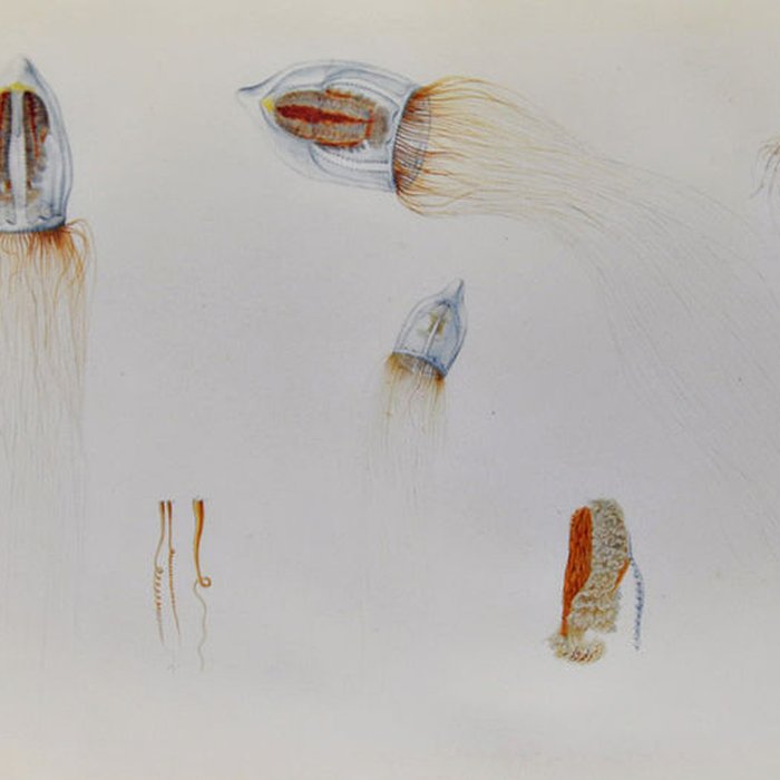 Photo de Muséum dhistoire naturelle du Havre