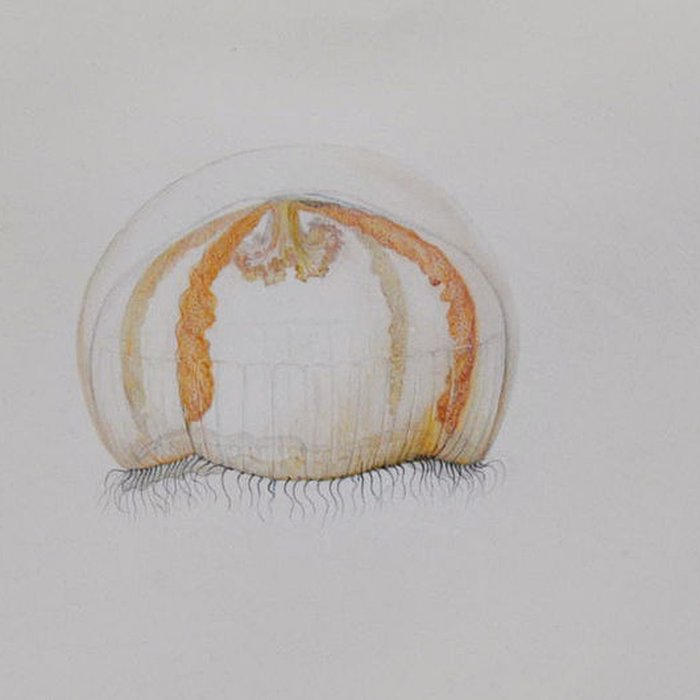 Photo de Muséum dhistoire naturelle du Havre