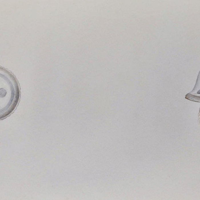 Photo de Muséum dhistoire naturelle du Havre