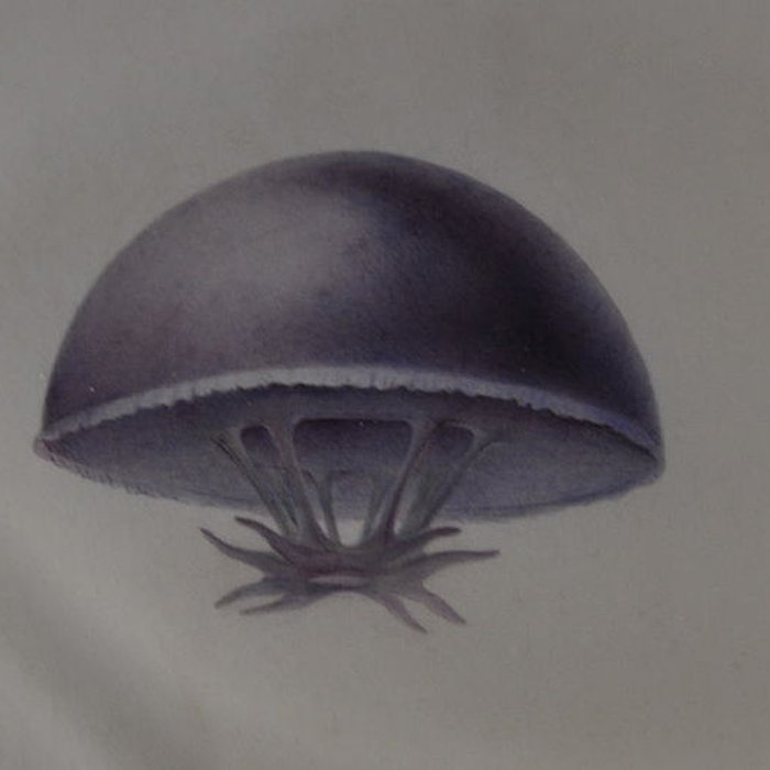 Photo de Muséum dhistoire naturelle du Havre