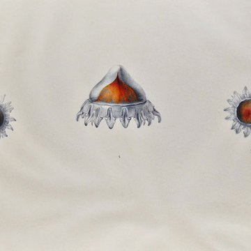 Muséum dhistoire naturelle du Havre