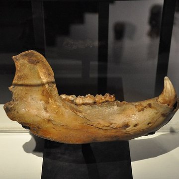 Muséum dhistoire naturelle du Havre