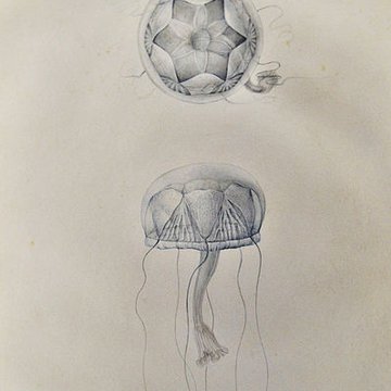 Muséum dhistoire naturelle du Havre