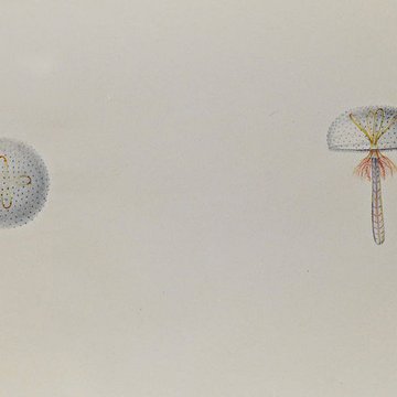 Muséum dhistoire naturelle du Havre