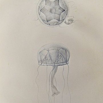 Muséum dhistoire naturelle du Havre