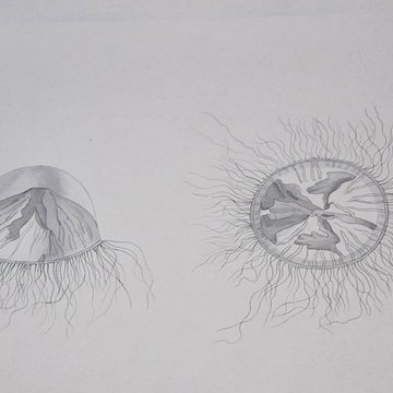 Muséum dhistoire naturelle du Havre