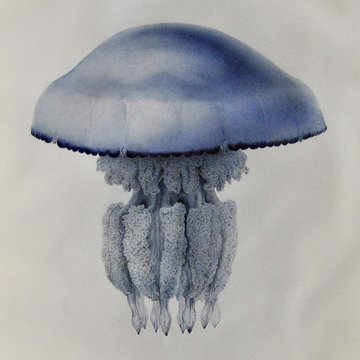 Muséum dhistoire naturelle du Havre