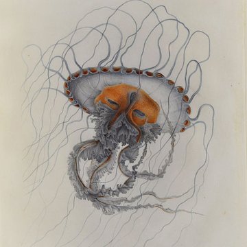 Muséum dhistoire naturelle du Havre