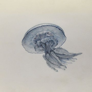 Muséum dhistoire naturelle du Havre