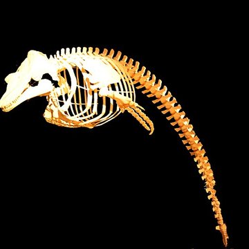 Muséum dhistoire naturelle du Havre