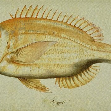 Muséum dhistoire naturelle du Havre