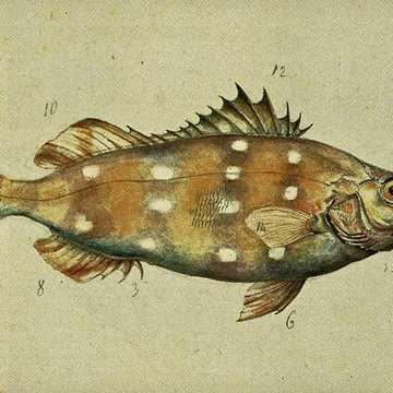 Muséum dhistoire naturelle du Havre