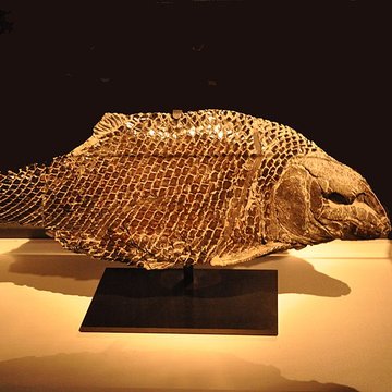 Muséum dhistoire naturelle du Havre