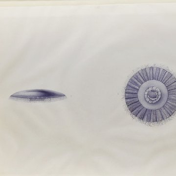 Muséum dhistoire naturelle du Havre