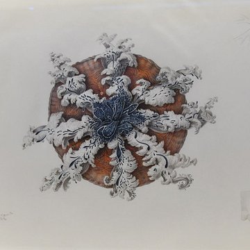 Muséum dhistoire naturelle du Havre