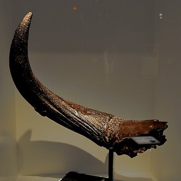 Muséum dhistoire naturelle du Havre