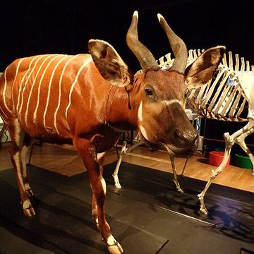 Muséum dhistoire naturelle du Havre