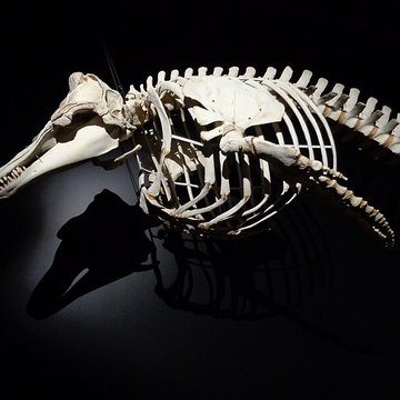 Muséum dhistoire naturelle du Havre