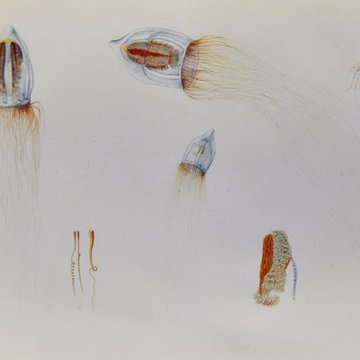 Muséum dhistoire naturelle du Havre