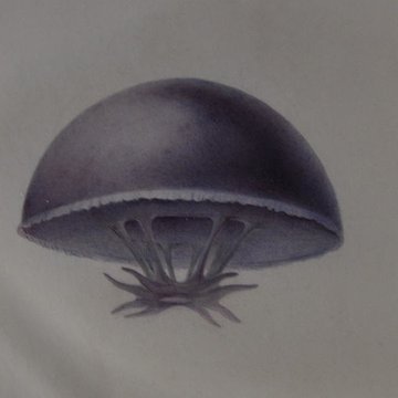 Muséum dhistoire naturelle du Havre