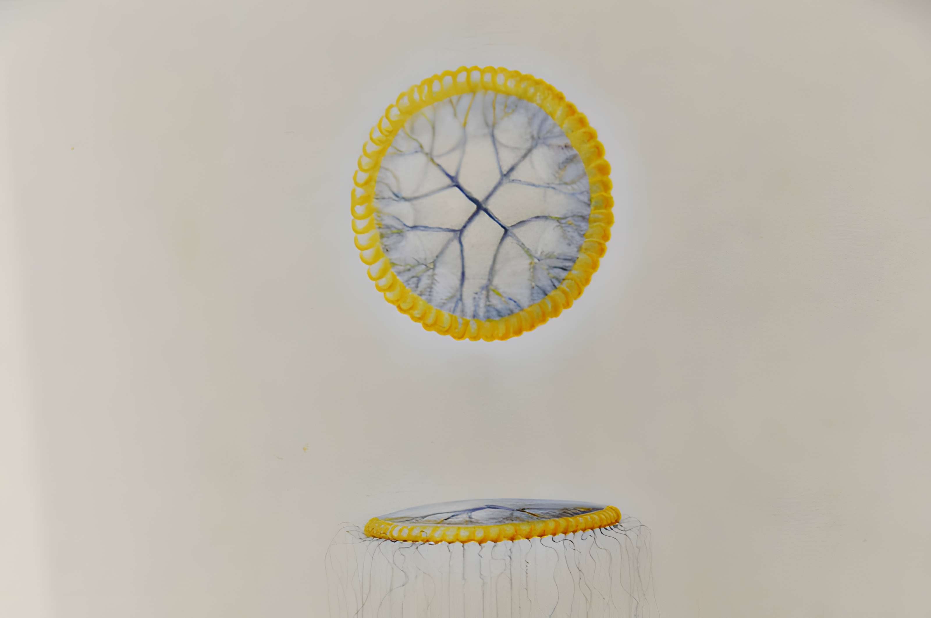 Muséum d'histoire naturelle du Havre