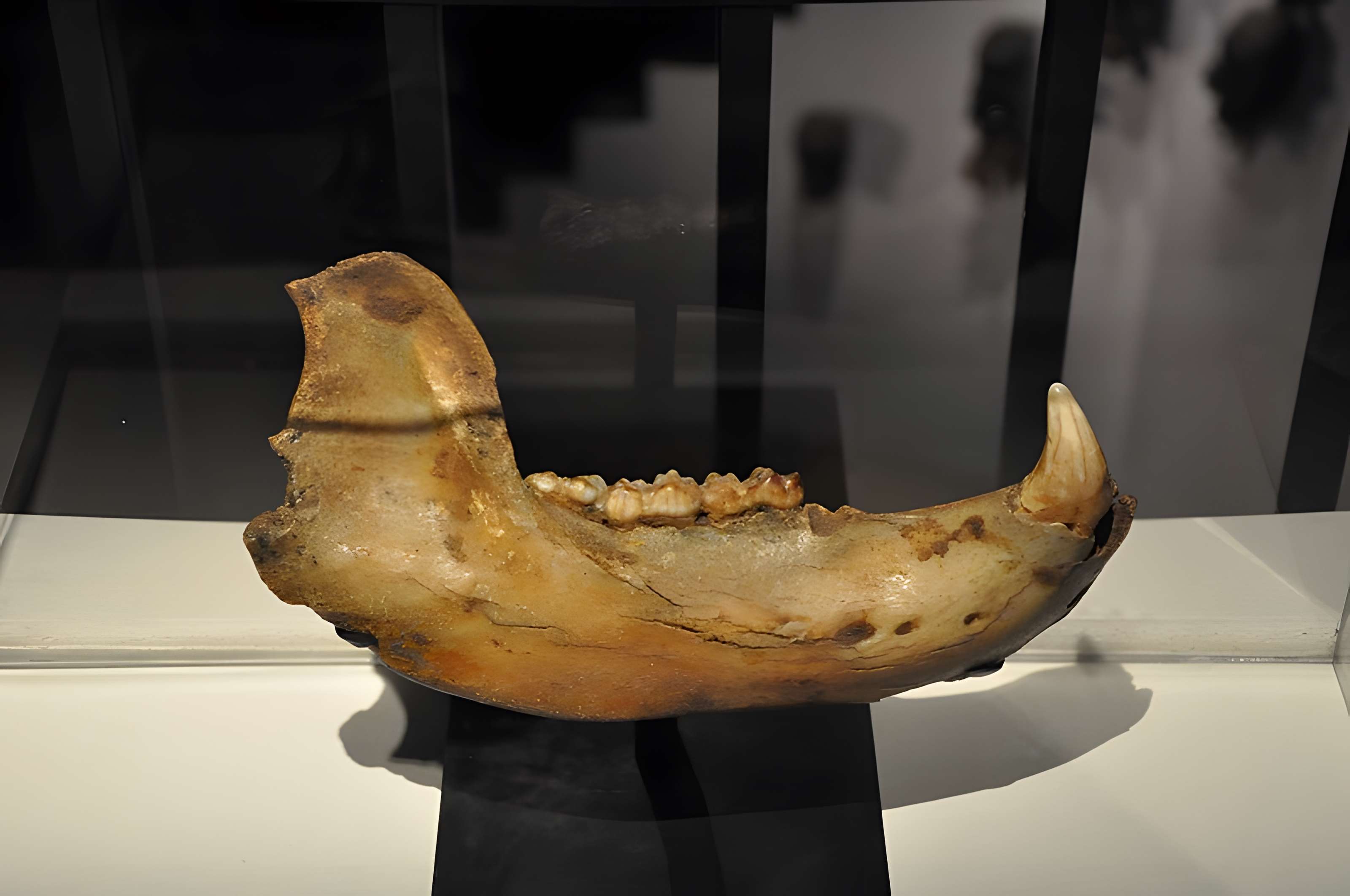 Muséum d'histoire naturelle du Havre