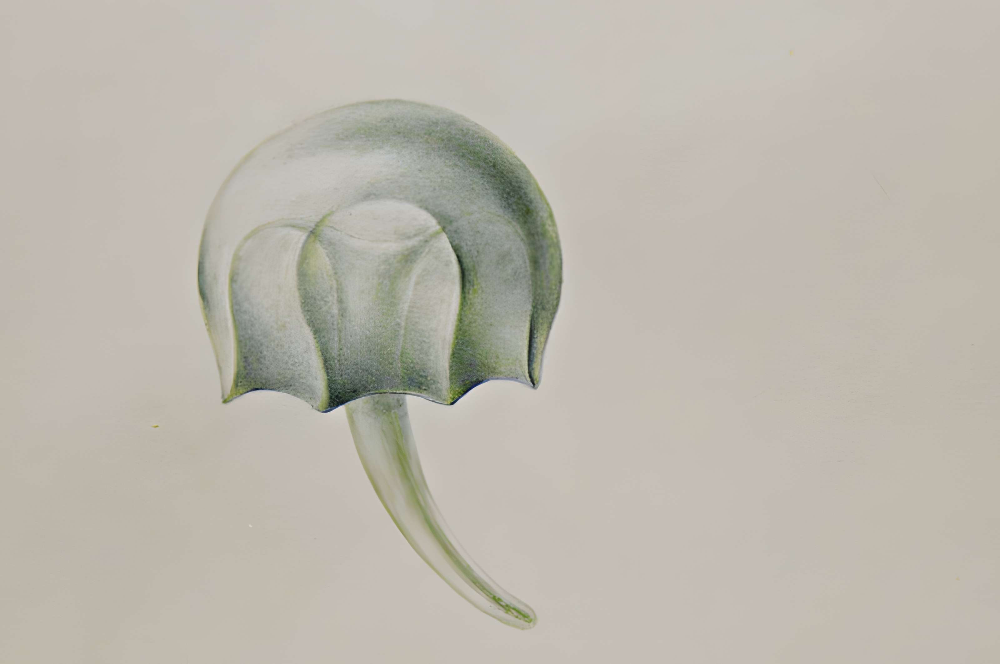 Muséum d'histoire naturelle du Havre