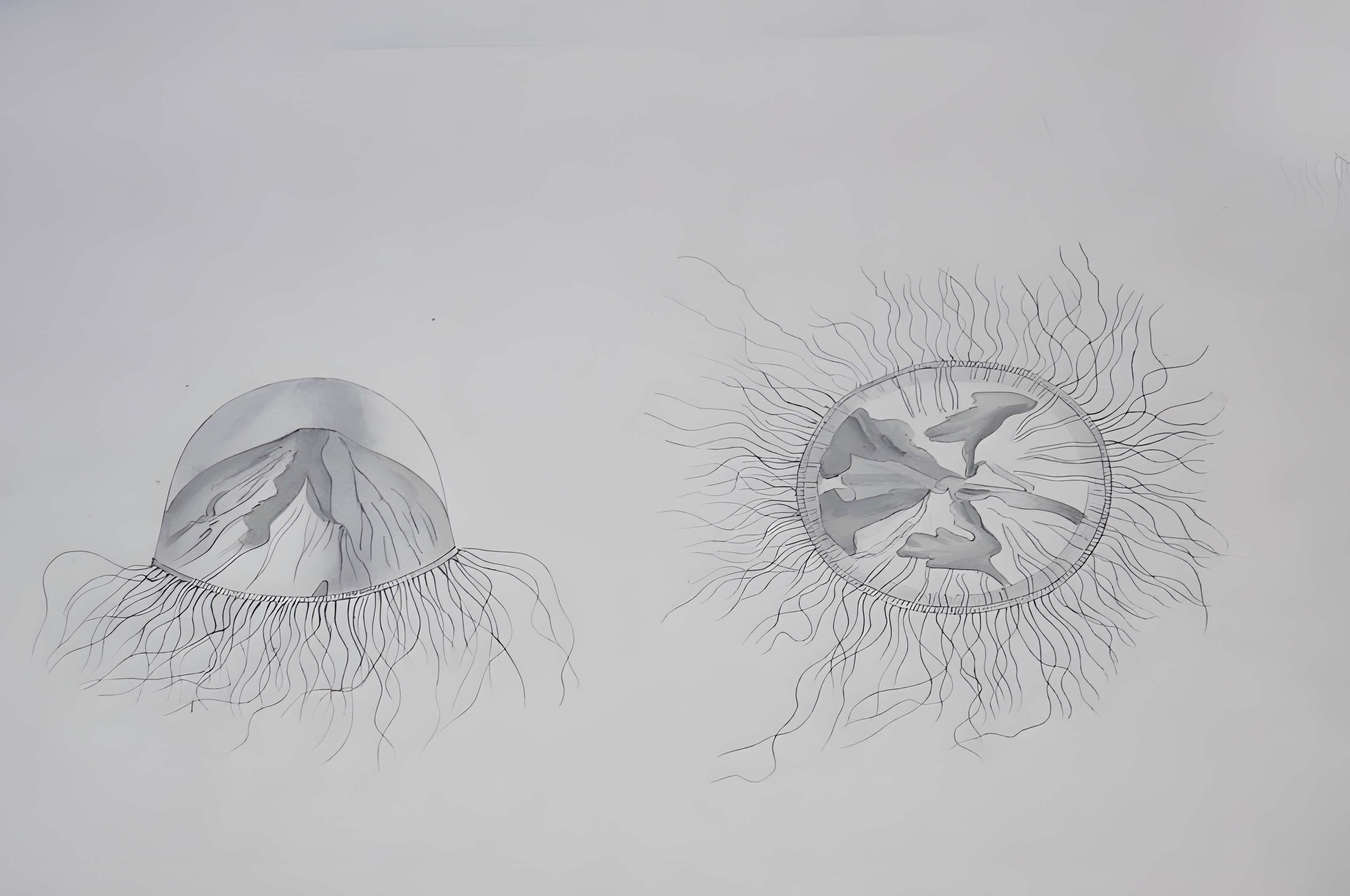 Muséum d'histoire naturelle du Havre